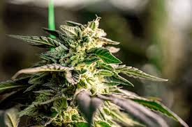 The Ultimate Guide to Cannabis Plant Seeds