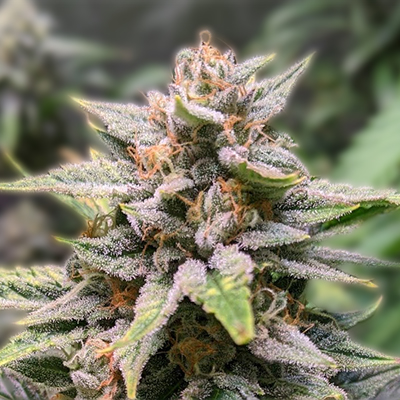 The Ultimate Guide to Cannabis Plant Seeds